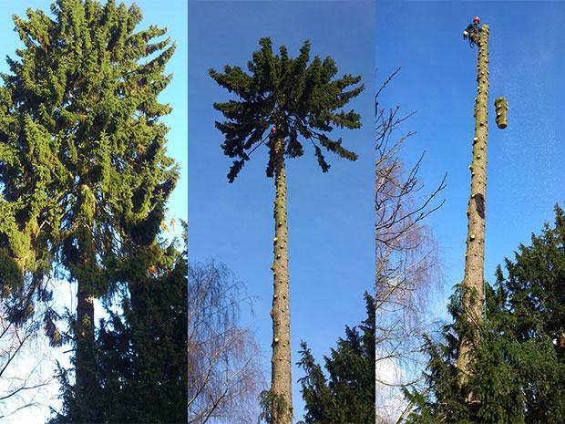 Arbres et Créations : taille de haies et élagage d’arbres
